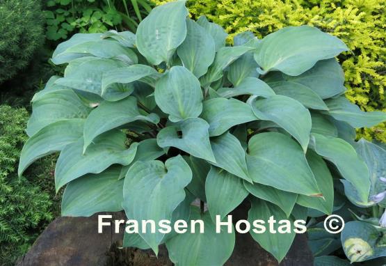 Hosta Red Cadet